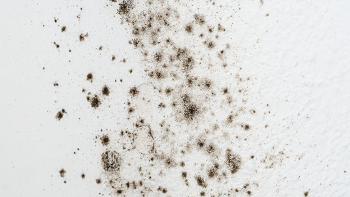 Allergens at home