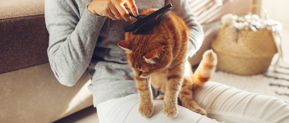 Allergens at home - Pet dander, allergic facts